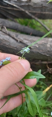 Myosotis cespitosa