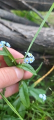 Myosotis cespitosa