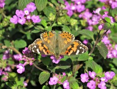 Vanessa cardui