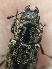 Phanodesta nigrosparsa