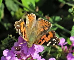 Vanessa cardui
