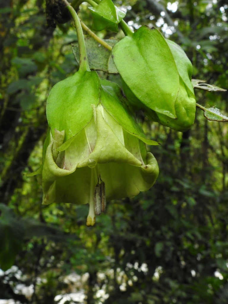 Poortmannia