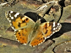 Vanessa cardui