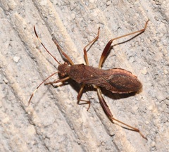 Megalotomus