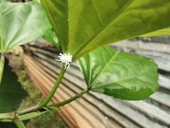 Cryptolaemus montrouzieri