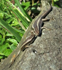 Trachylepis striata