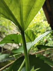 Cryptolaemus montrouzieri