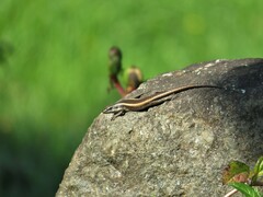 Trachylepis striata