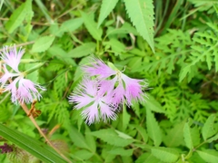 Dianthus longicalyx