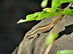 Trachylepis striata
