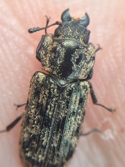 Phanodesta nigrosparsa