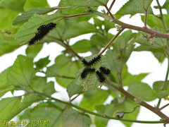 Symbrenthia lilaea formosanus