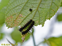 Symbrenthia lilaea formosanus
