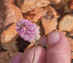 Ptilotus leucocoma