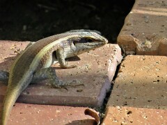 Trachylepis striata