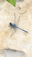 Erythemis simplicicollis