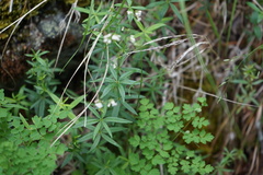 Galium paniculatum
