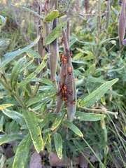 Oncopeltus fasciatus