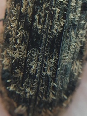 Phanodesta nigrosparsa