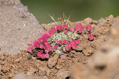 Eriogonum ovalifolium rubidum
