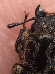 Phanodesta nigrosparsa