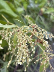 Koenigia alaskana
