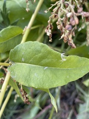 Koenigia alaskana