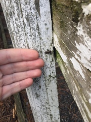 Phanodesta nigrosparsa