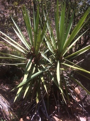 Yucca madrensis