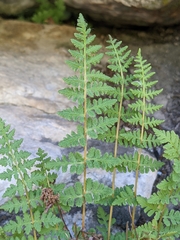 Woodsia oregana
