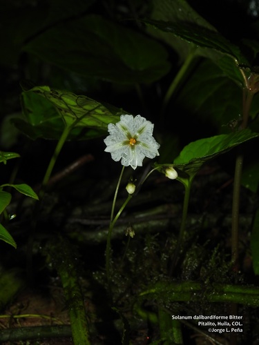 Solanum dalibardiforme