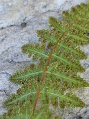 Woodsia oregana