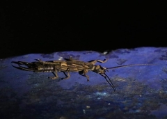 Pygidicranidae