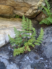 Woodsia oregana