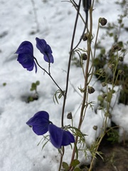 Aconitum delphiniifolium