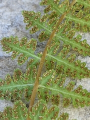 Woodsia oregana