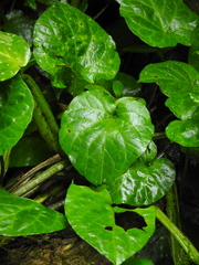 Solanum dalibardiforme