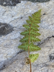 Woodsia oregana