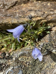 Campanula lasiocarpa