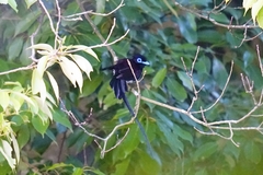 Terpsiphone atrocaudata