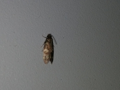 Oegoconia novimundi