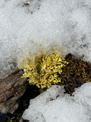 Vulpicida juniperinus