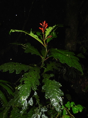 Aphelandra huilensis