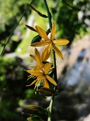 Echeandia magnifica