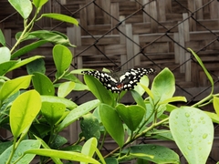 Papilio demoleus