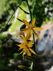 Echeandia magnifica
