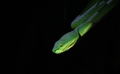 Trimeresurus erythrurus