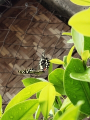 Papilio demoleus