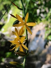 Echeandia magnifica