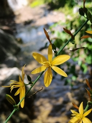 Echeandia magnifica